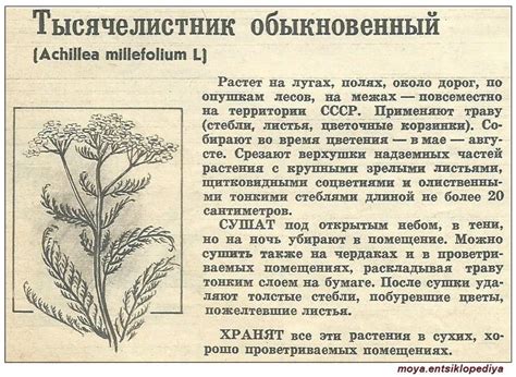 Способы правильного сбора и хранения листьев шелковицы
