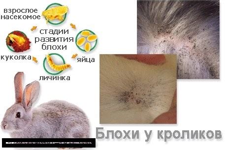 Стадии голодания у кролика