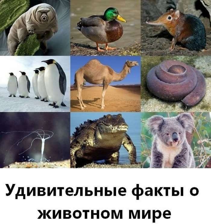 Интересные факты о животных